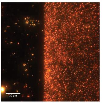 Figure 4 - (left) Dark-field image of no MIP (right) MIP on an ITO slide. The orange dots are gold nanoparticles.
