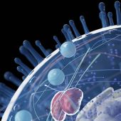 Reactive Oxygen Species